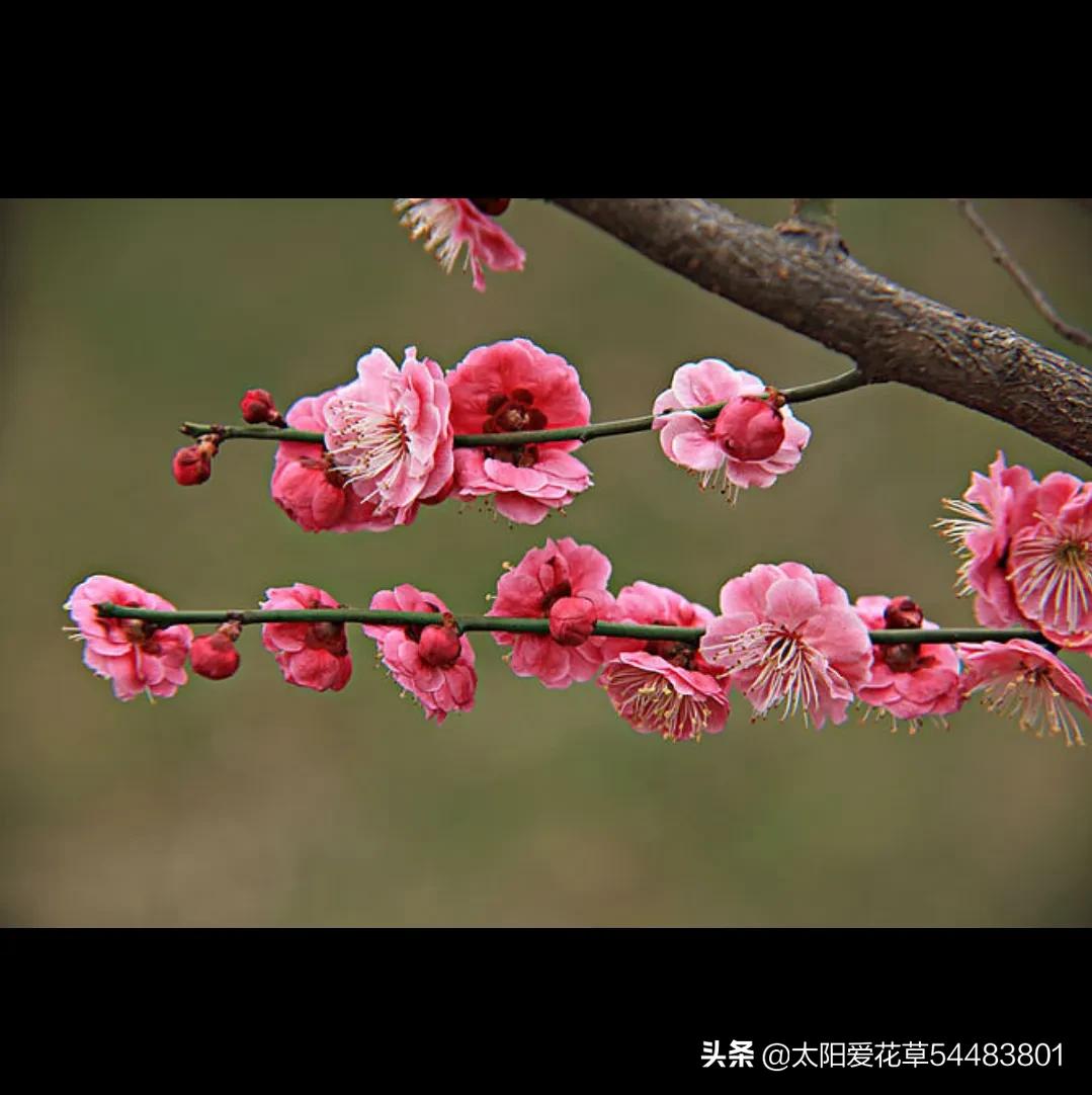 中国十大最漂亮的花是什么（让人惊艳的十种中国名花）-第9张图片