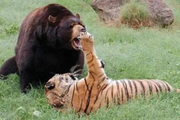 能杀老虎的四种动物（打败老虎的克星是什么动物）-第3张图片