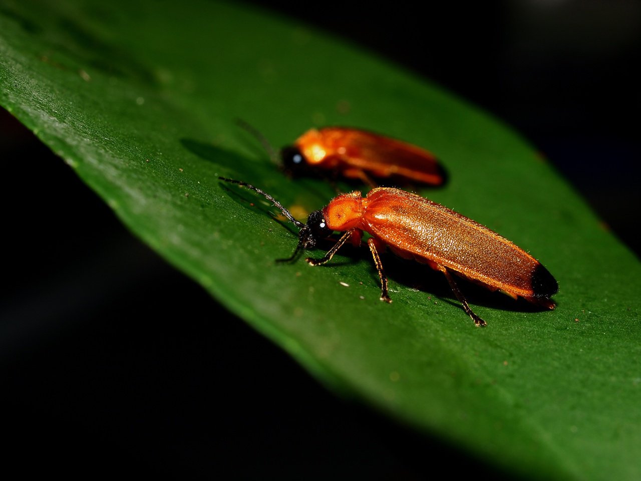 萤火虫是怎么发光的（抓到的萤火虫的卵和幼虫能发光吗 ）-第2张图片