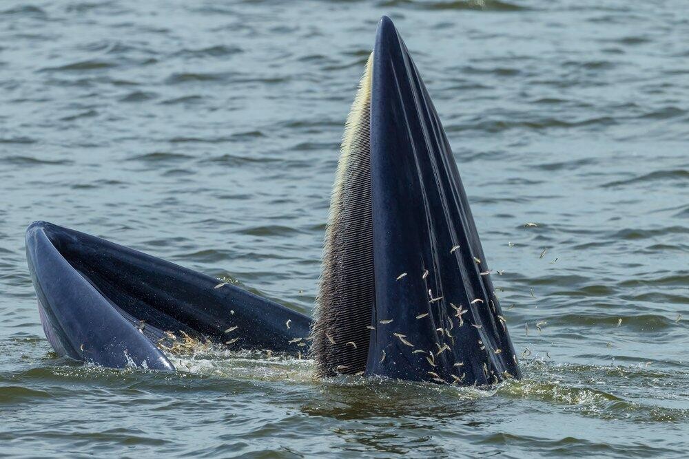 海洋中虎鲸和蓝鲸谁厉害（虎鲸想要猎杀蓝鲸容易吗）-第5张图片
