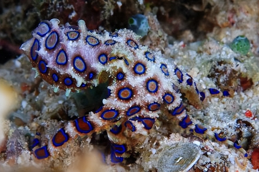 世界上最毒的蓝环章鱼有多毒（被蓝环章鱼咬了怎么办）-第1张图片