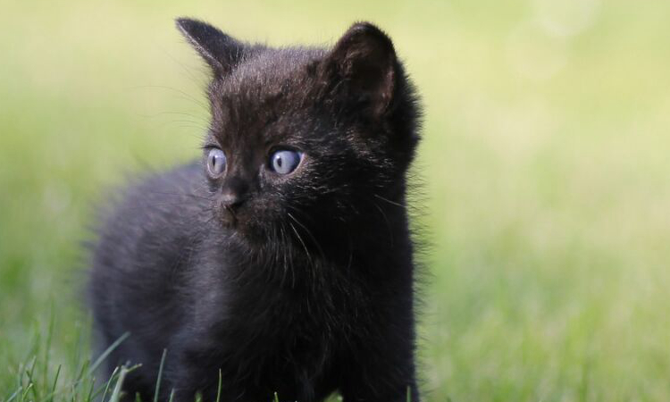 黑猫代表什么象征意义（人们不愿意养殖黑猫的原因）-第7张图片