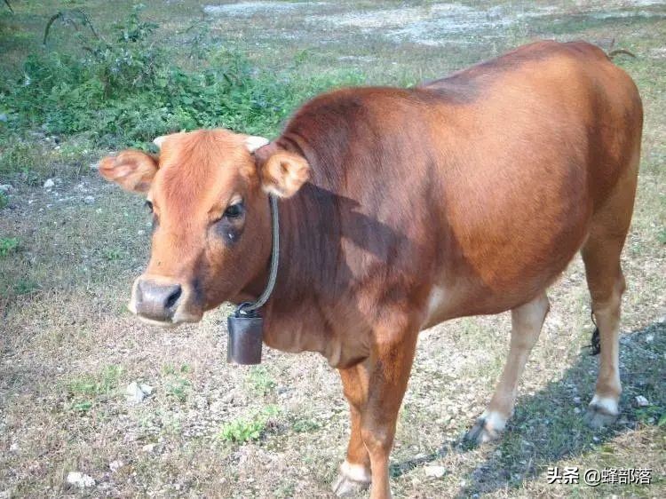 水牛和黄牛的区别在于哪里（水牛和黄牛有什么不同）-第9张图片