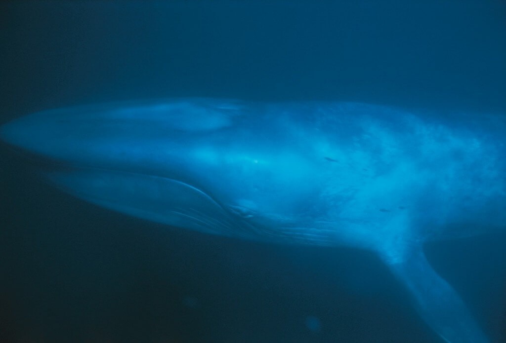 海洋中虎鲸和蓝鲸谁厉害（虎鲸想要猎杀蓝鲸容易吗）-第4张图片