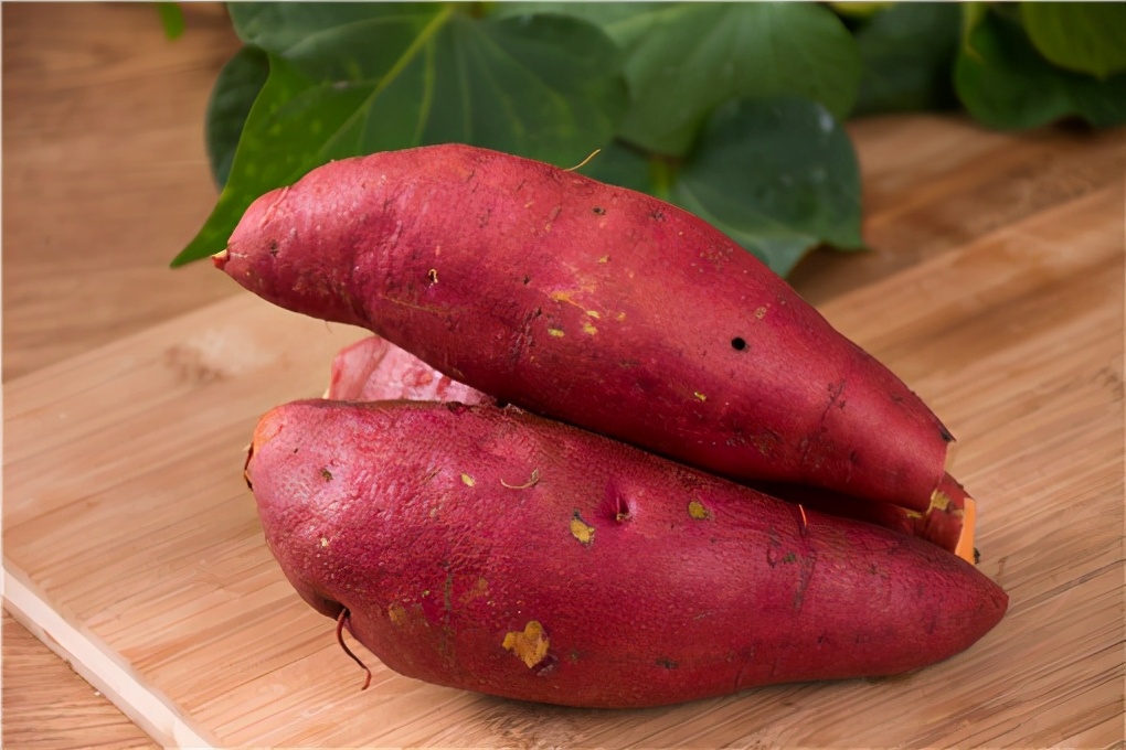 红薯种植时间和方法（红薯应该什么时候种植怎么种植）-第2张图片