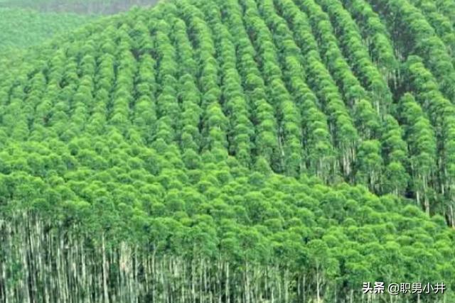 中国禁止种桉树吗（桉树的危害国家有政策不给种吗）-第3张图片