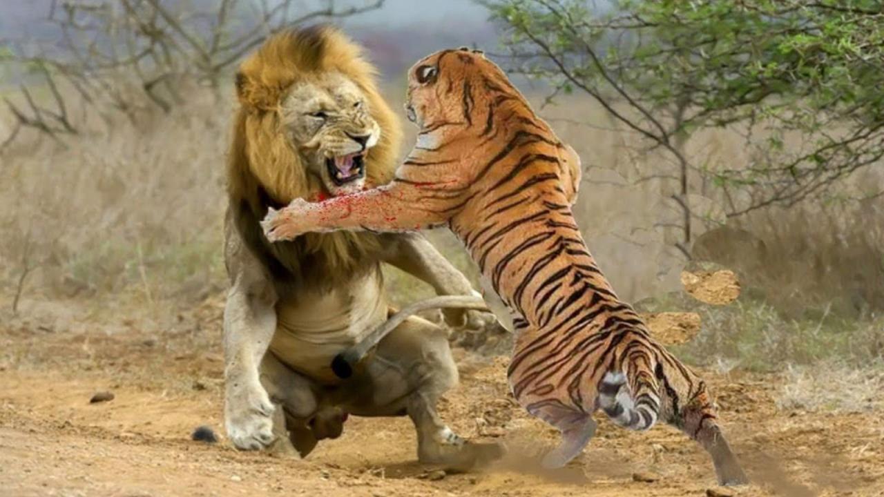 真正的万兽之王是谁（老虎vs狮子谁厉害）-第1张图片