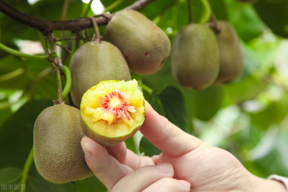 奇异果和猕猴桃是同一种水果吗(奇异果和猕猴桃的区别哪个好)-第6张图片