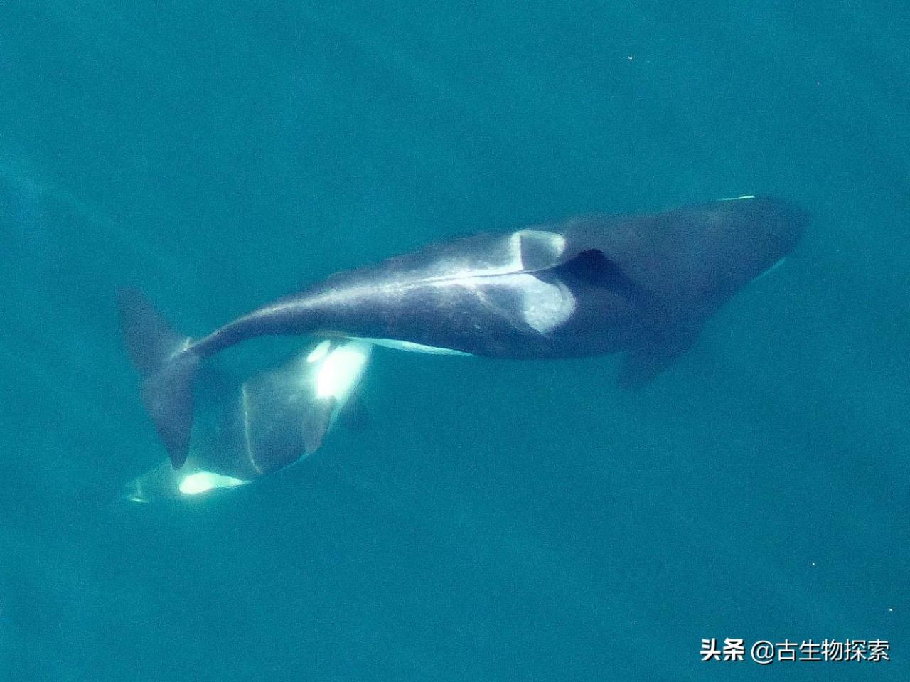鲸鱼是哺乳动物吗(听说鲸鱼是哺乳动物，可它是通过什么方式来喂养小鲸鱼的呢)-第8张图片