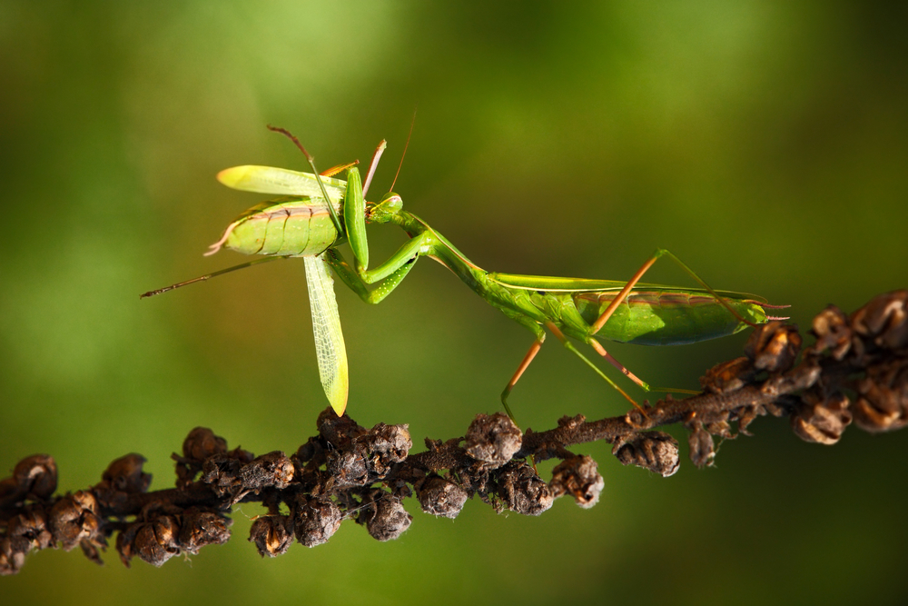 螳螂为什么要吃掉自己的配偶(农村野外树林里，为啥雌螳螂交配时候要吃掉公螳螂)-第12张图片