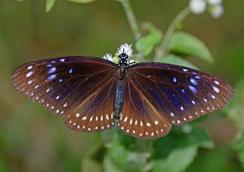 蝴蝶是昆虫吗（关于蝴蝶属于什么科目动物的知识介绍）-第10张图片