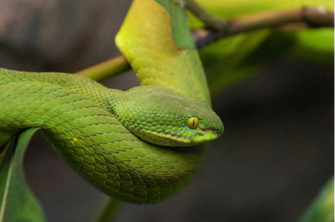 蛇的寿命一般多少年（自然界中蛇类一般可以存活多少年）-第2张图片