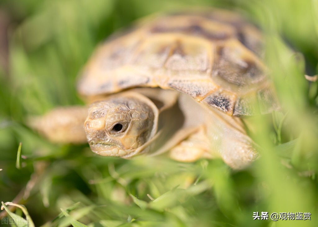 家养的乌龟能晒太阳吗（小乌龟为什么总是往缸外爬）-第2张图片