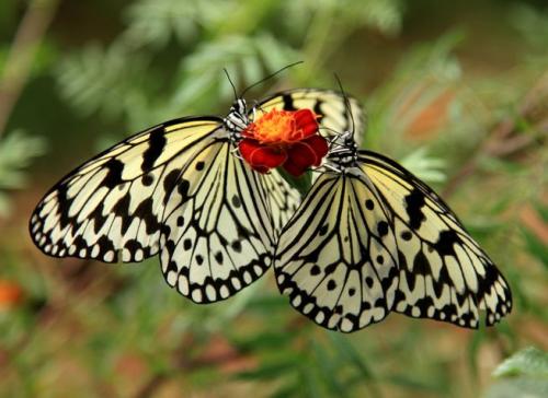 蝴蝶是昆虫吗（关于蝴蝶属于什么科目动物的知识介绍）-第7张图片