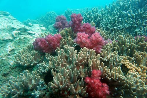 珊瑚是动物吗（珊瑚是什么生物怎么生存主要分布在哪里）-第1张图片