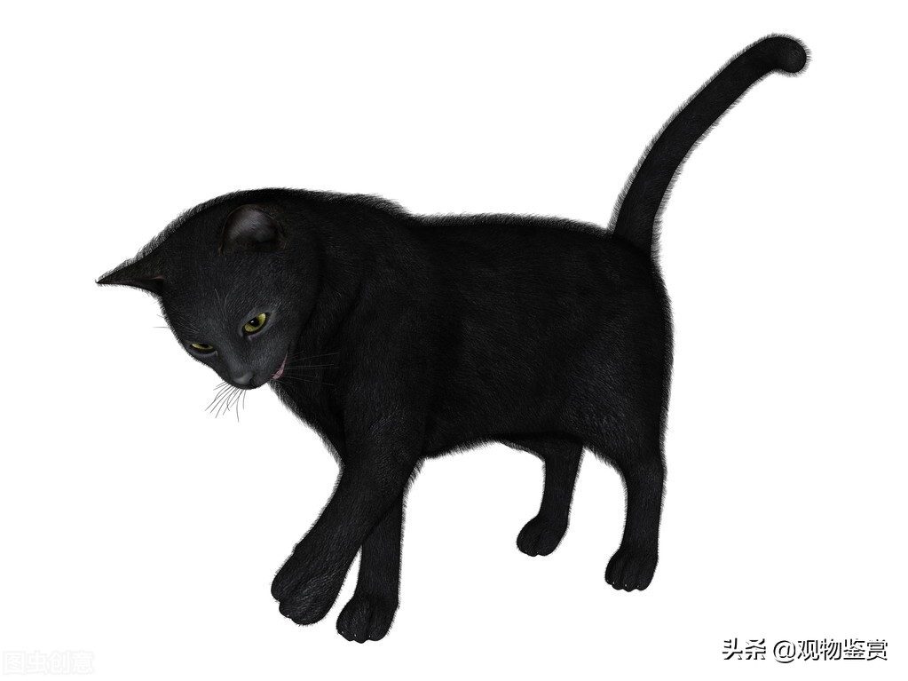 全黑的猫是什么品种图片（什么品种的猫全身都是黑色）-第4张图片