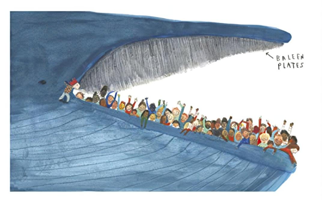 海洋中虎鲸和蓝鲸谁厉害（虎鲸想要猎杀蓝鲸容易吗）-第10张图片