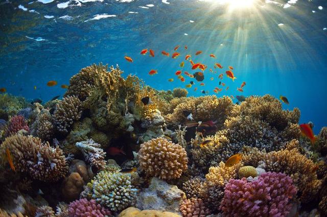 珊瑚是动物吗（珊瑚是什么生物怎么生存主要分布在哪里）-第7张图片
