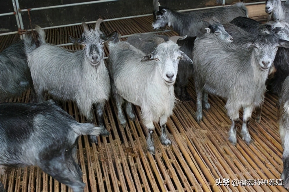 一胎六七只的山羊品种（什么品种的山羊繁殖速度快）-第2张图片