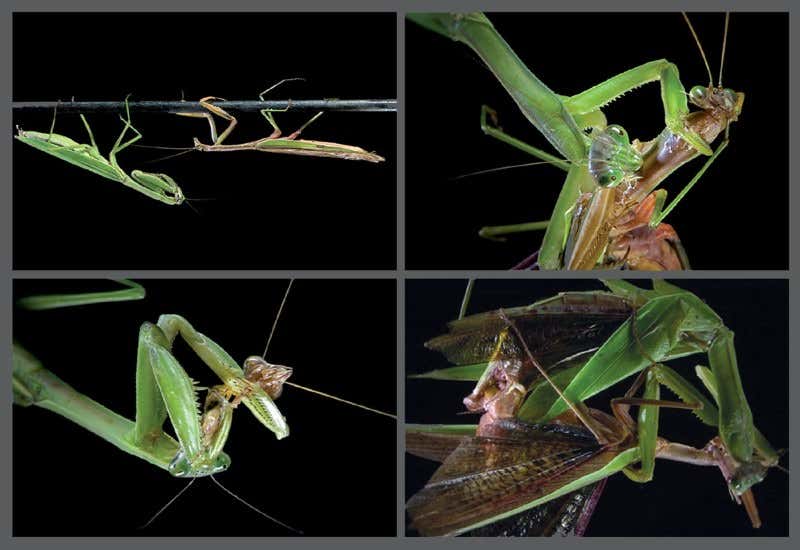 螳螂为什么要吃掉自己的配偶(农村野外树林里，为啥雌螳螂交配时候要吃掉公螳螂)-第7张图片