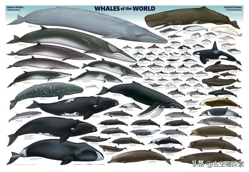 鲸鱼是哺乳动物吗(听说鲸鱼是哺乳动物，可它是通过什么方式来喂养小鲸鱼的呢)-第3张图片