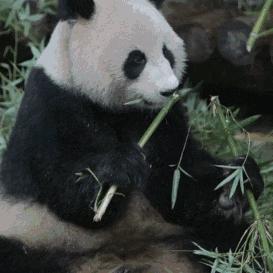 国宝大熊猫是什么类别的动物（我国大熊猫属于哪类的动物）-第6张图片