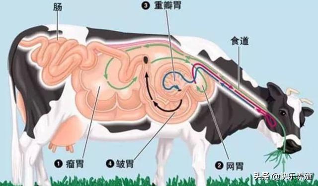 牛一般有四个胃都是什么（牛的四个胃分别有什么功能作用）-第1张图片