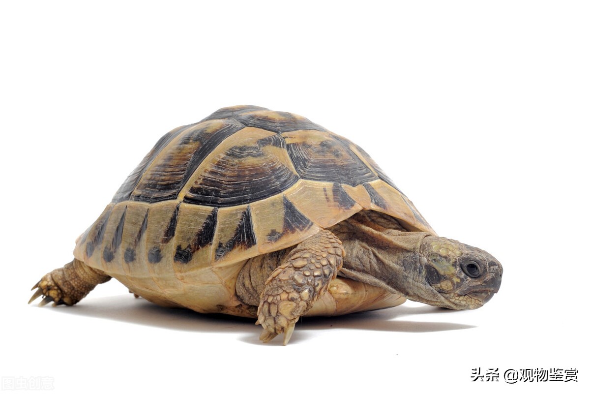 乌龟的生活习性简介（乌龟的生活方式及特点有哪些）-第5张图片