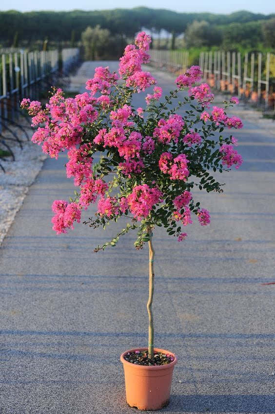 常见紫色的花有哪些（紫色花朵的花名都叫什么名字）-第35张图片