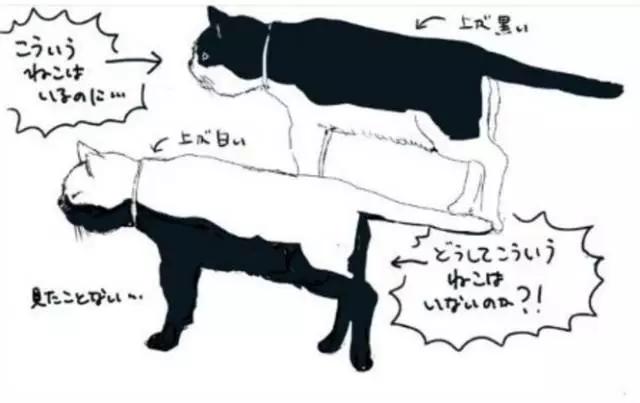 奶牛猫是什么品种（奶牛猫有什么特点它的智商高吗）-第4张图片