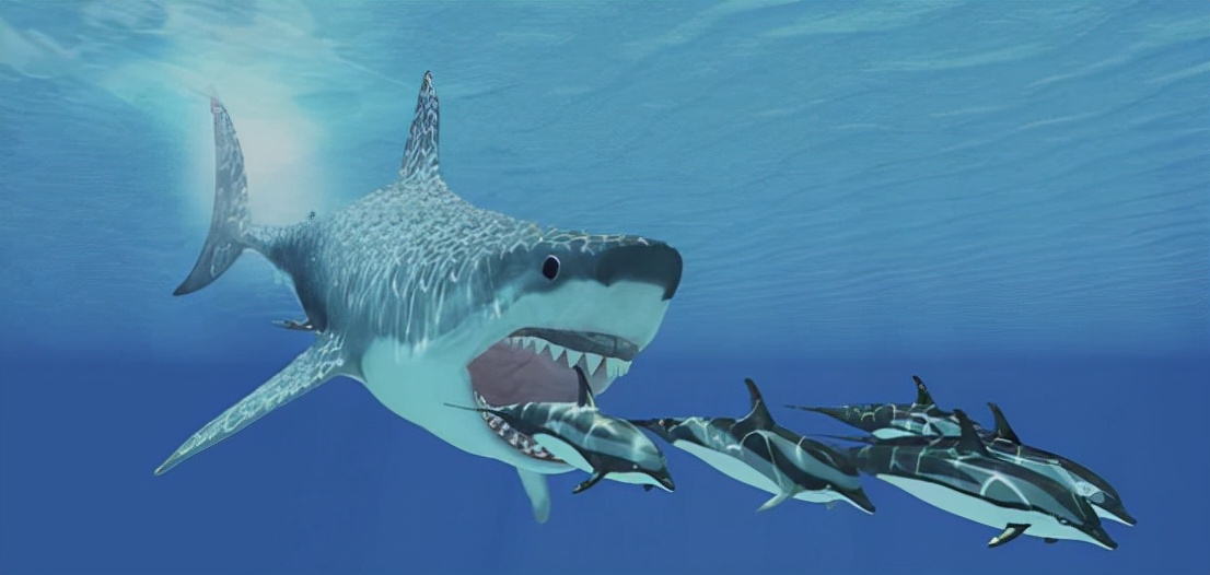 世界上最厉害的鲨鱼是哪一种（地球上最可怕的鲨鱼介绍）-第5张图片