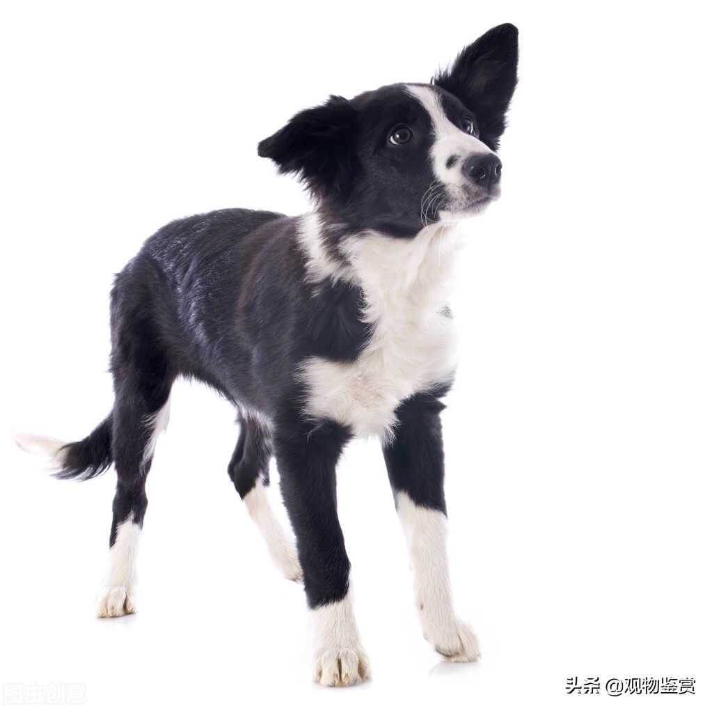 白尾巴尖的狗有忌讳吗（狗狗白尾巴尖有什么讲究么）-第2张图片