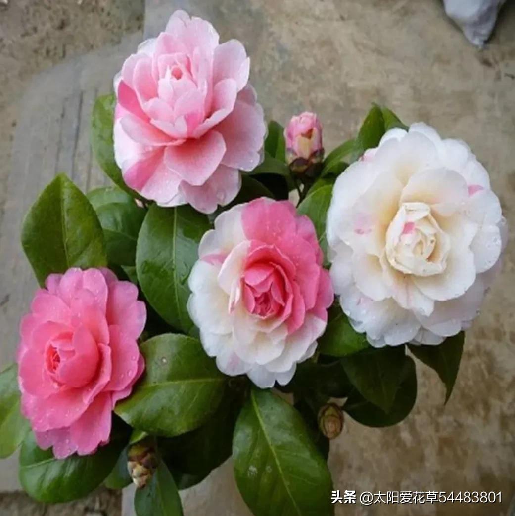 中国十大最漂亮的花是什么（让人惊艳的十种中国名花）-第13张图片