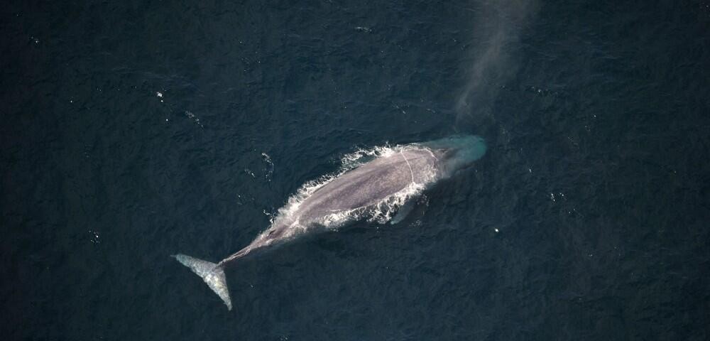 海洋中虎鲸和蓝鲸谁厉害（虎鲸想要猎杀蓝鲸容易吗）-第6张图片
