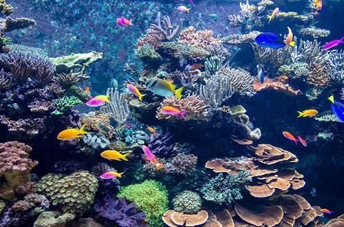 珊瑚是动物吗（珊瑚是什么生物怎么生存主要分布在哪里）-第8张图片