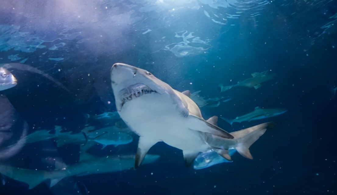 世界上最厉害的鲨鱼是哪一种（地球上最可怕的鲨鱼介绍）-第4张图片