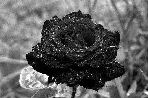 黑色玫瑰的花语是什么意思(蓝色玫瑰的花语是什么意思)-第6张图片