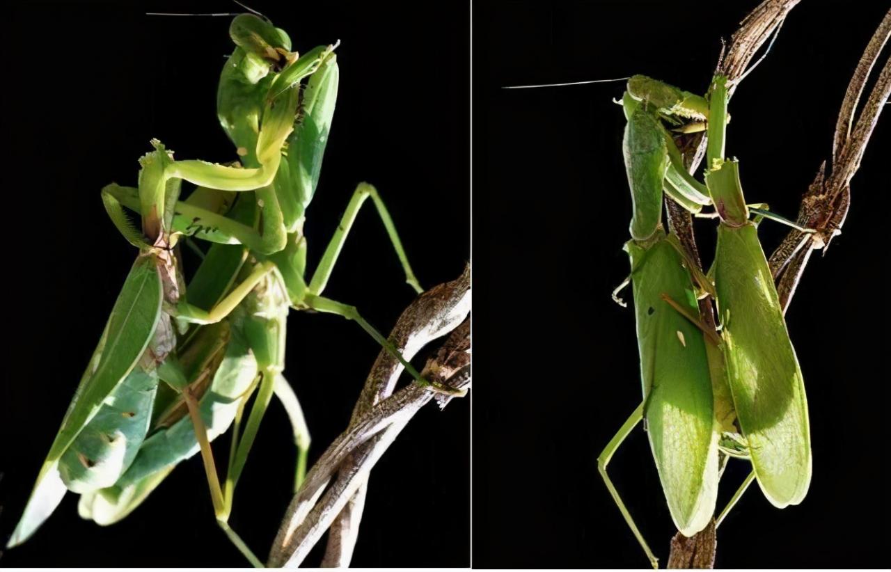 螳螂为什么要吃掉自己的配偶(农村野外树林里，为啥雌螳螂交配时候要吃掉公螳螂)-第13张图片