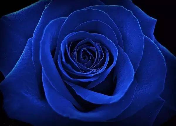 黑色玫瑰的花语是什么意思(蓝色玫瑰的花语是什么意思)-第5张图片