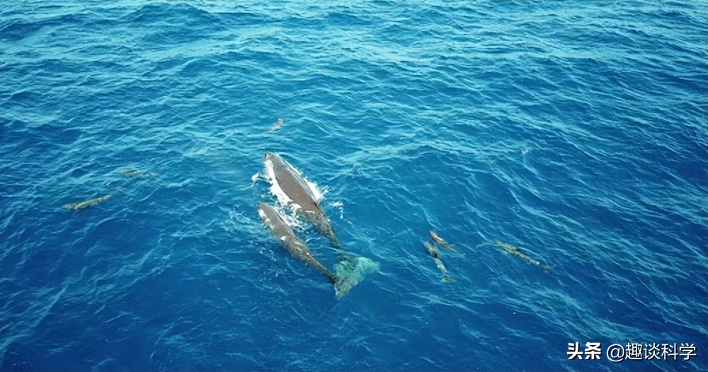 中国抹香鲸搁浅事件案例（抹香鲸为什么会被搁浅死亡）-第8张图片