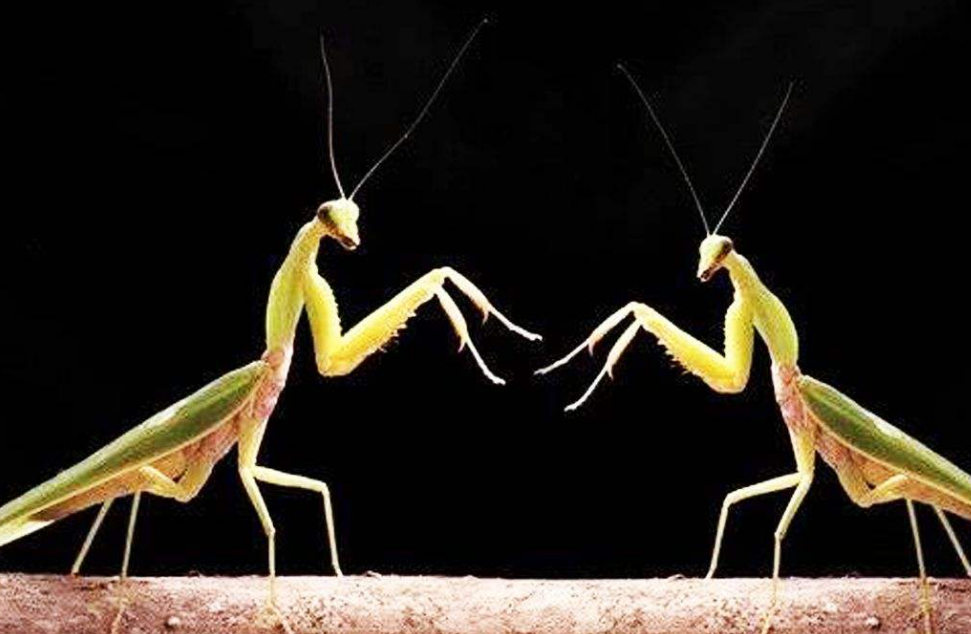 螳螂为什么要吃掉自己的配偶(农村野外树林里，为啥雌螳螂交配时候要吃掉公螳螂)-第1张图片