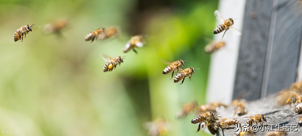 蜜蜂围着人飞是好事吗（蜜蜂总跟着人飞预示什么意思）-第6张图片