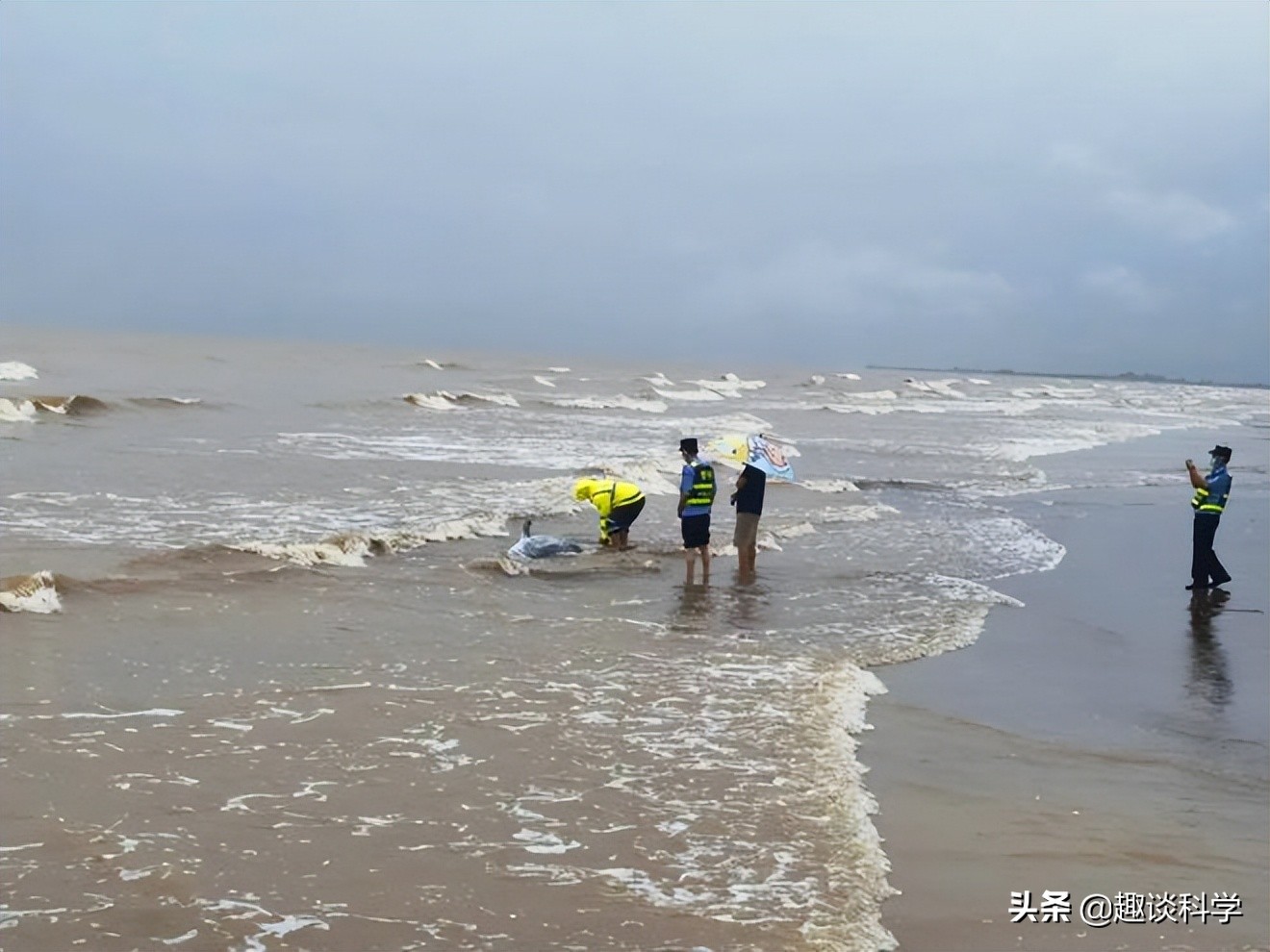 中国抹香鲸搁浅事件案例（抹香鲸为什么会被搁浅死亡）-第4张图片