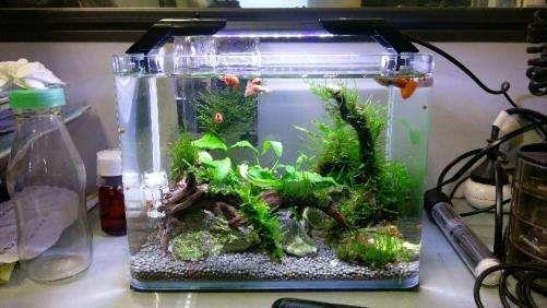 改善鱼缸水质最强的水生植物（净化水质强的植物有哪些）-第1张图片