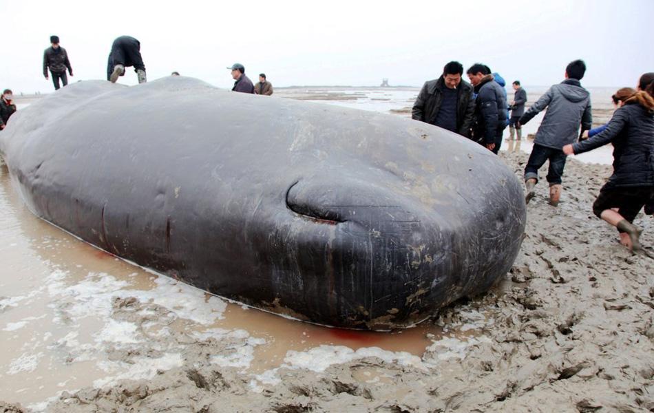 一头鲸有多重多少吨（鲸鱼死亡以后为什么会爆炸呢）-第4张图片