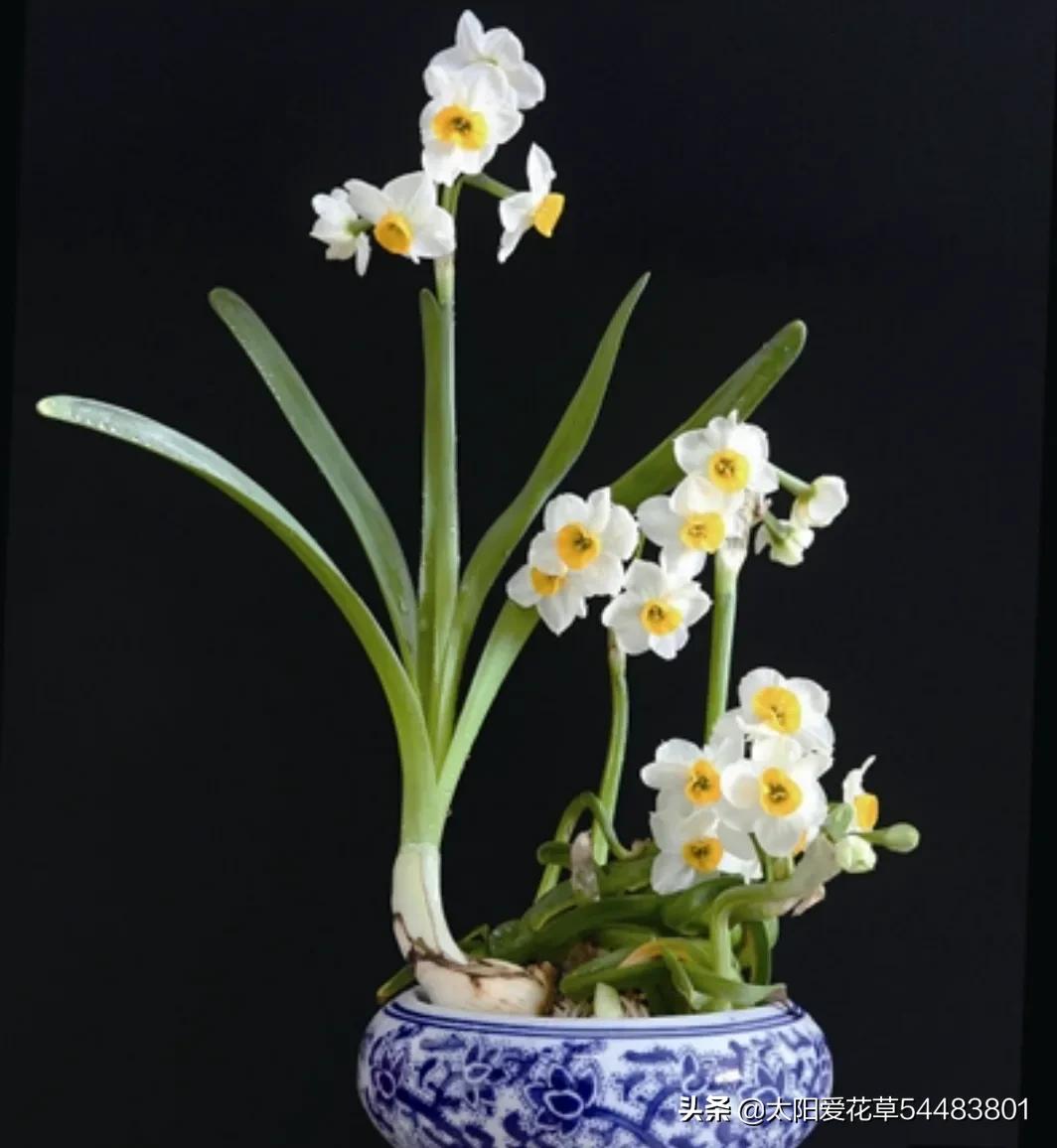 中国十大最漂亮的花是什么（让人惊艳的十种中国名花）-第2张图片