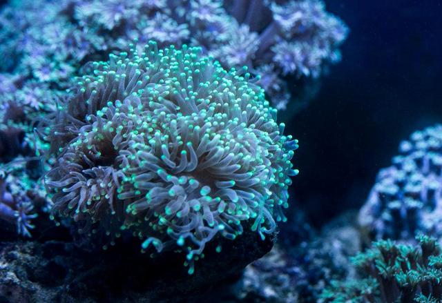 珊瑚是动物吗（珊瑚是什么生物怎么生存主要分布在哪里）-第2张图片