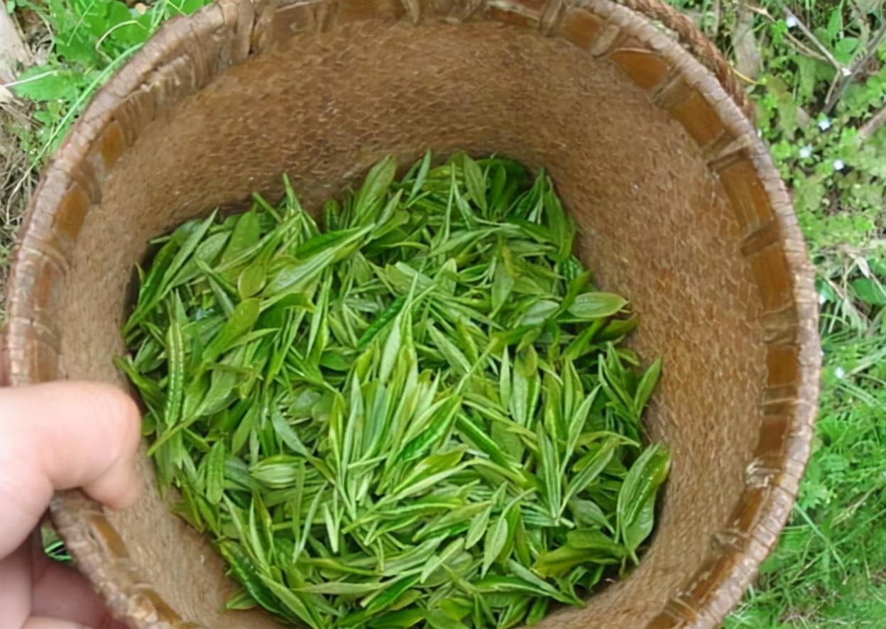 什么绿茶最好喝排行榜(中国十大绿茶排名)-第8张图片