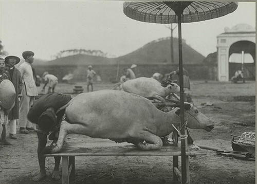 沉迷于玩耍(牛的生命属于国家——在古代吃牛肉是违法的)-第3张图片