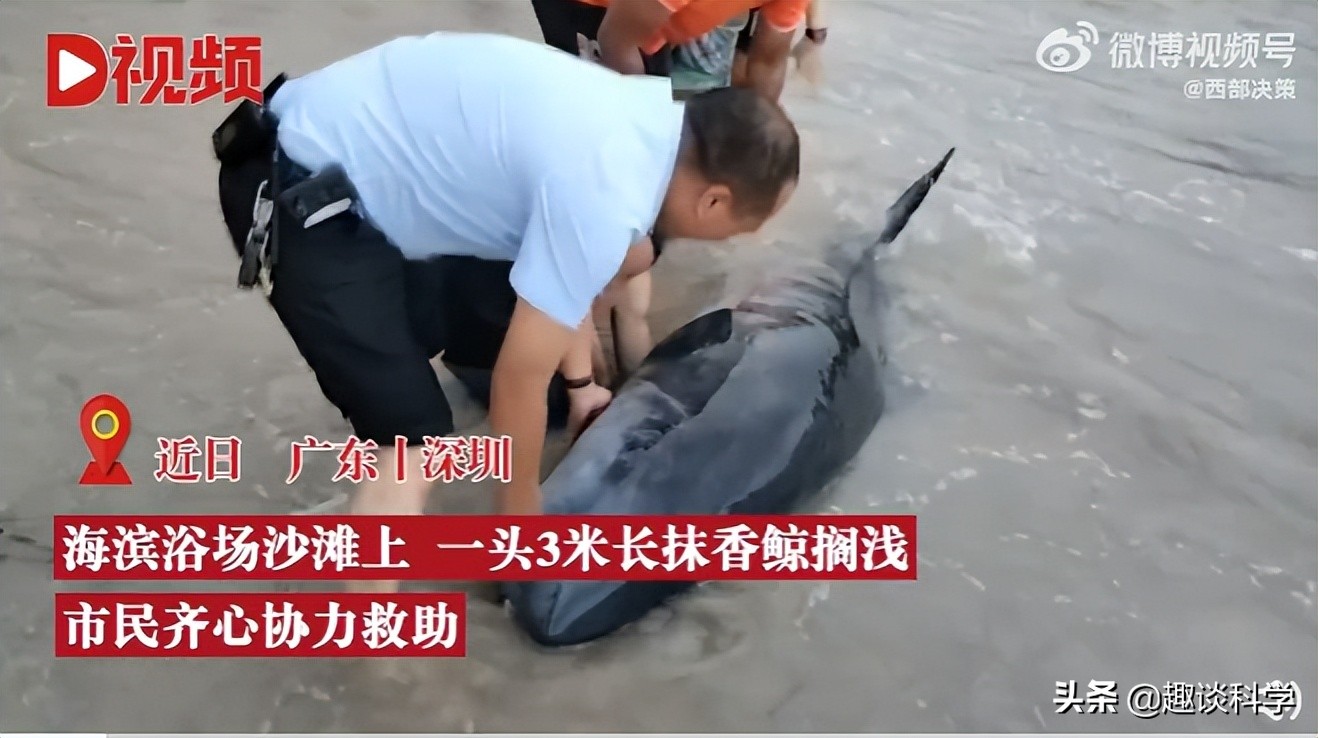 中国抹香鲸搁浅事件案例（抹香鲸为什么会被搁浅死亡）-第1张图片